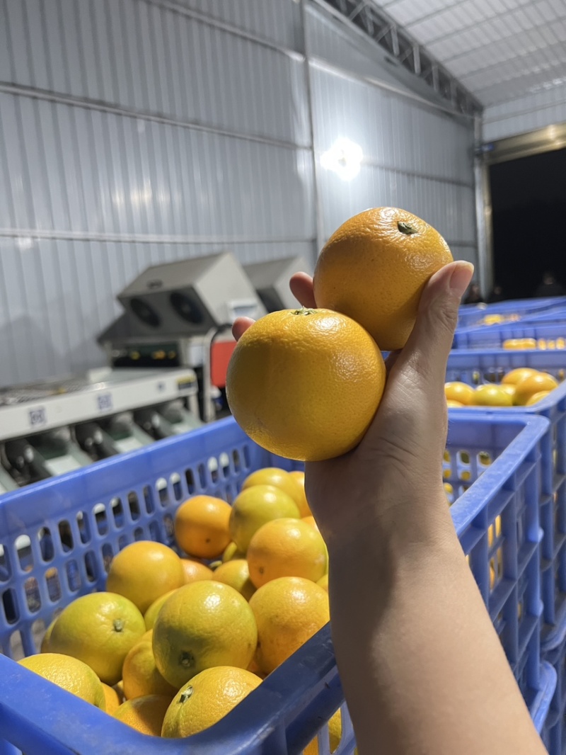 永兴冰糖橙锁定橙子妹，霞霞出品一定是精品✌️✌️