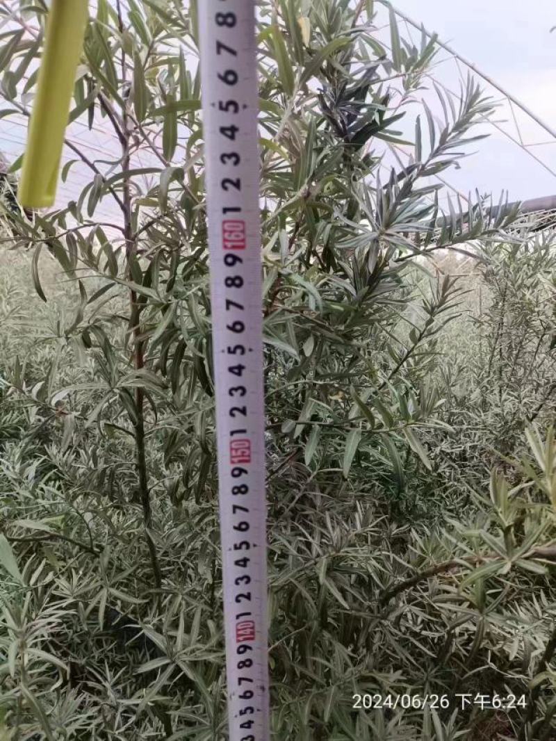 精品沙棘苗，产地直发，质量保证，成活率高欢迎选购