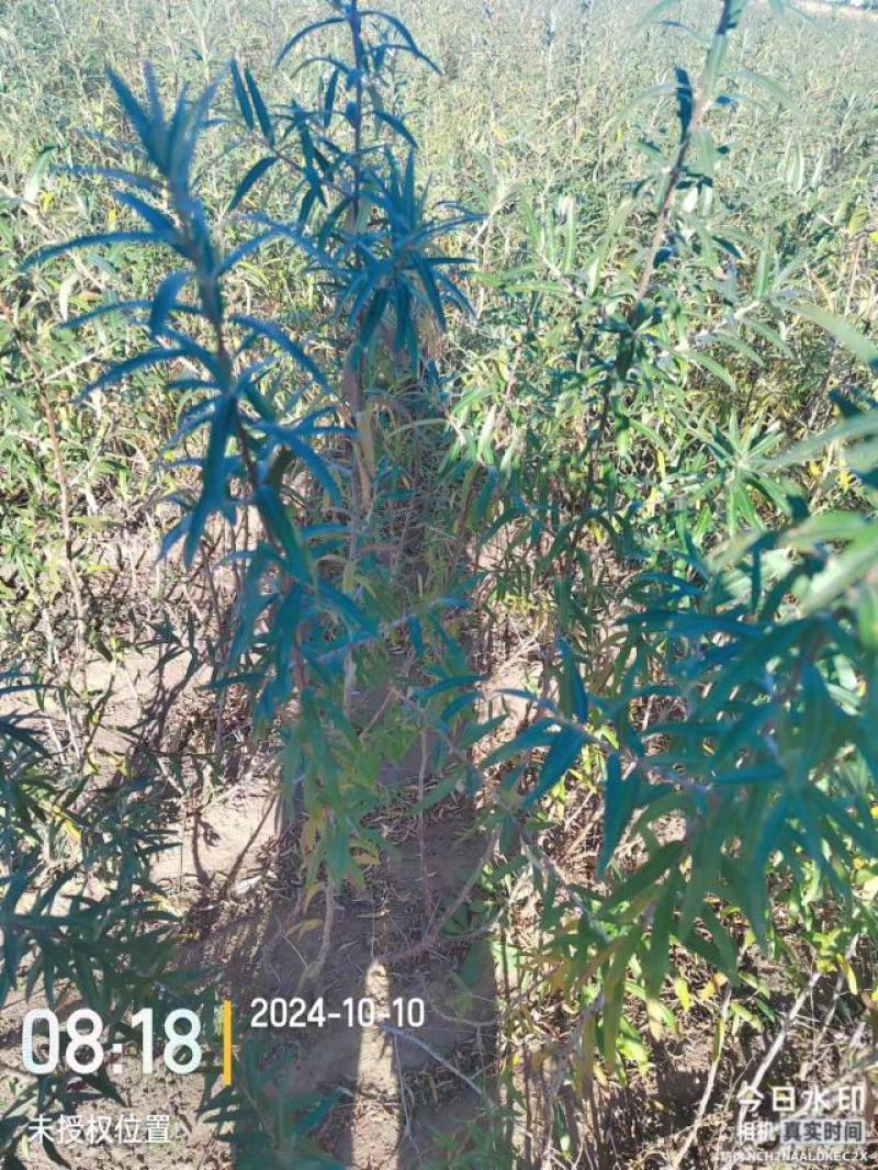 精品沙棘苗，产地直发，质量保证，成活率高欢迎选购