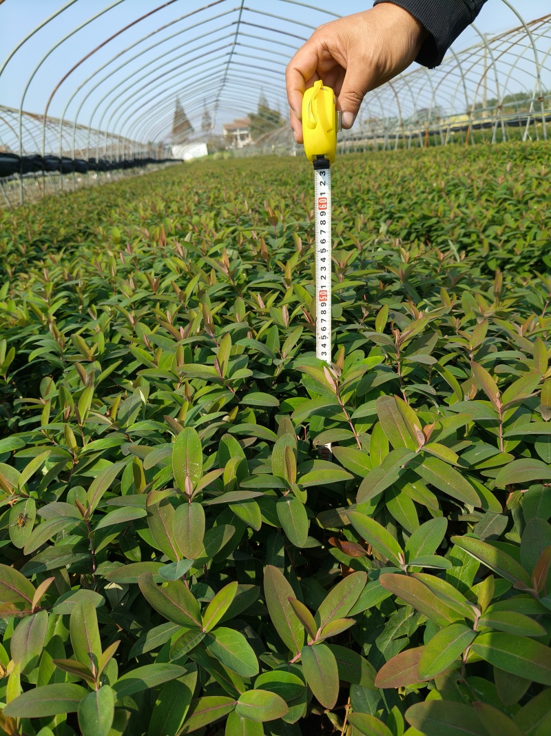 金丝桃大杯高度45Cm平面，基地有量，价优，欢迎订购。