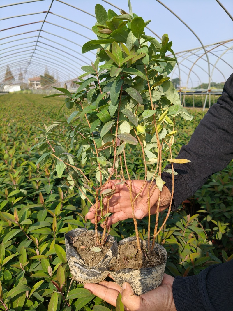 金丝桃大杯高度45Cm平面，基地有量，价优，欢迎订购。