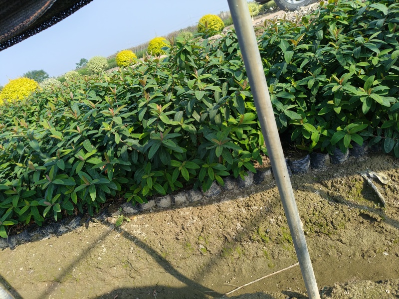 金丝桃大杯高度45Cm平面，基地有量，价优，欢迎订购。