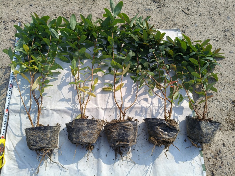 金丝桃大杯高度45Cm平面，基地有量，价优，欢迎订购。