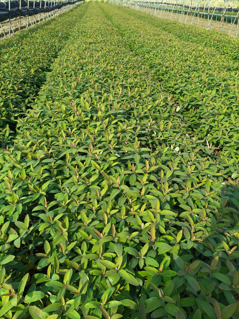 金丝桃大杯高度45Cm平面，基地有量，价优，欢迎订购。