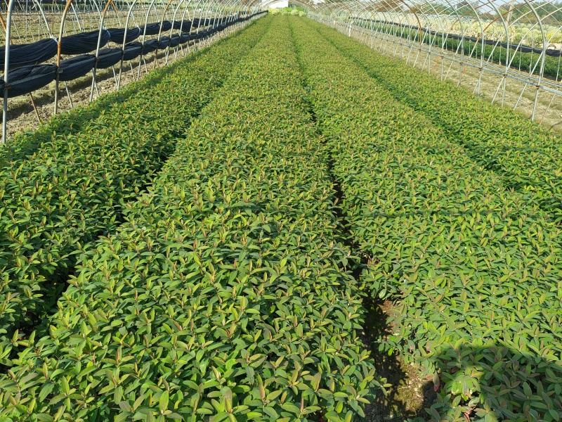 金丝桃大杯高度45Cm平面，基地有量，价优，欢迎订购。