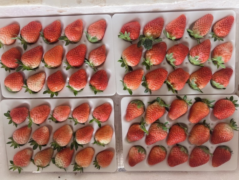妙香甜草莓，粉玉，梦之莹。都有