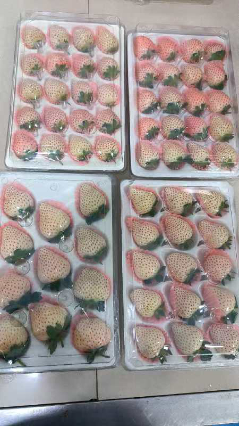 云南冬草莓，粉玉，随株，梦之莹