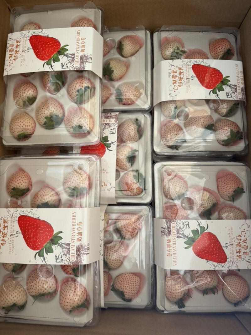 云南冬草莓，粉玉，随株，梦之莹