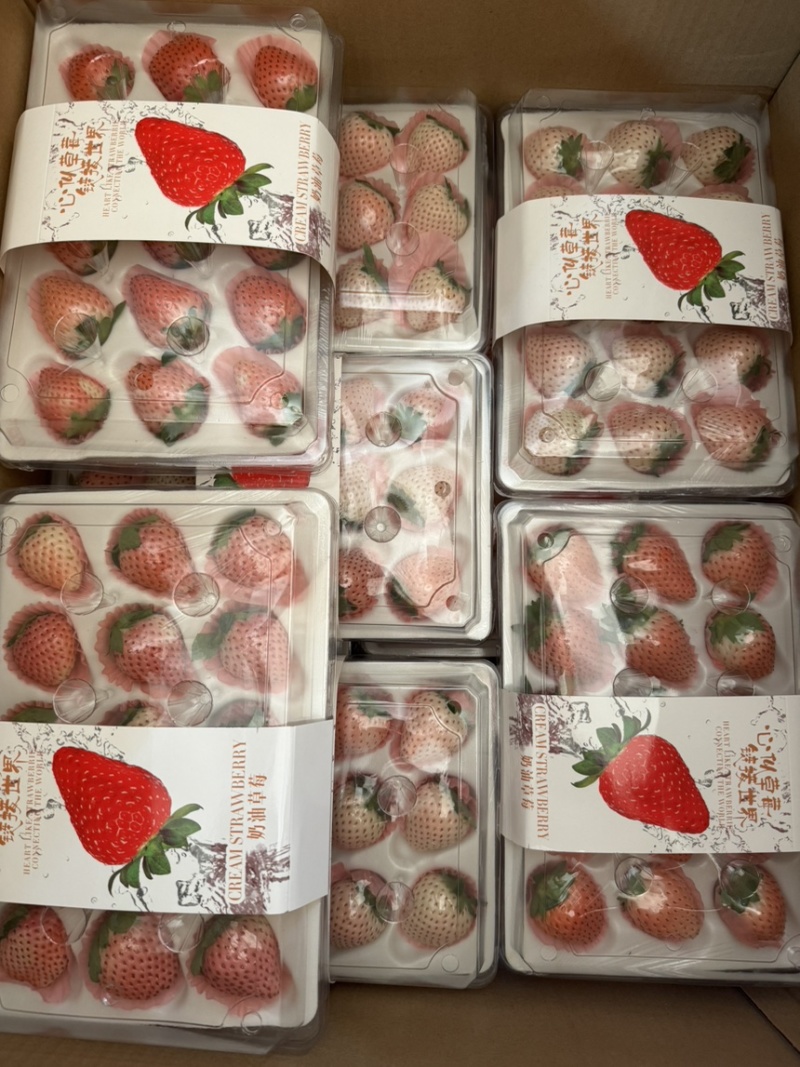 云南冬草莓，粉玉，随株，梦之莹