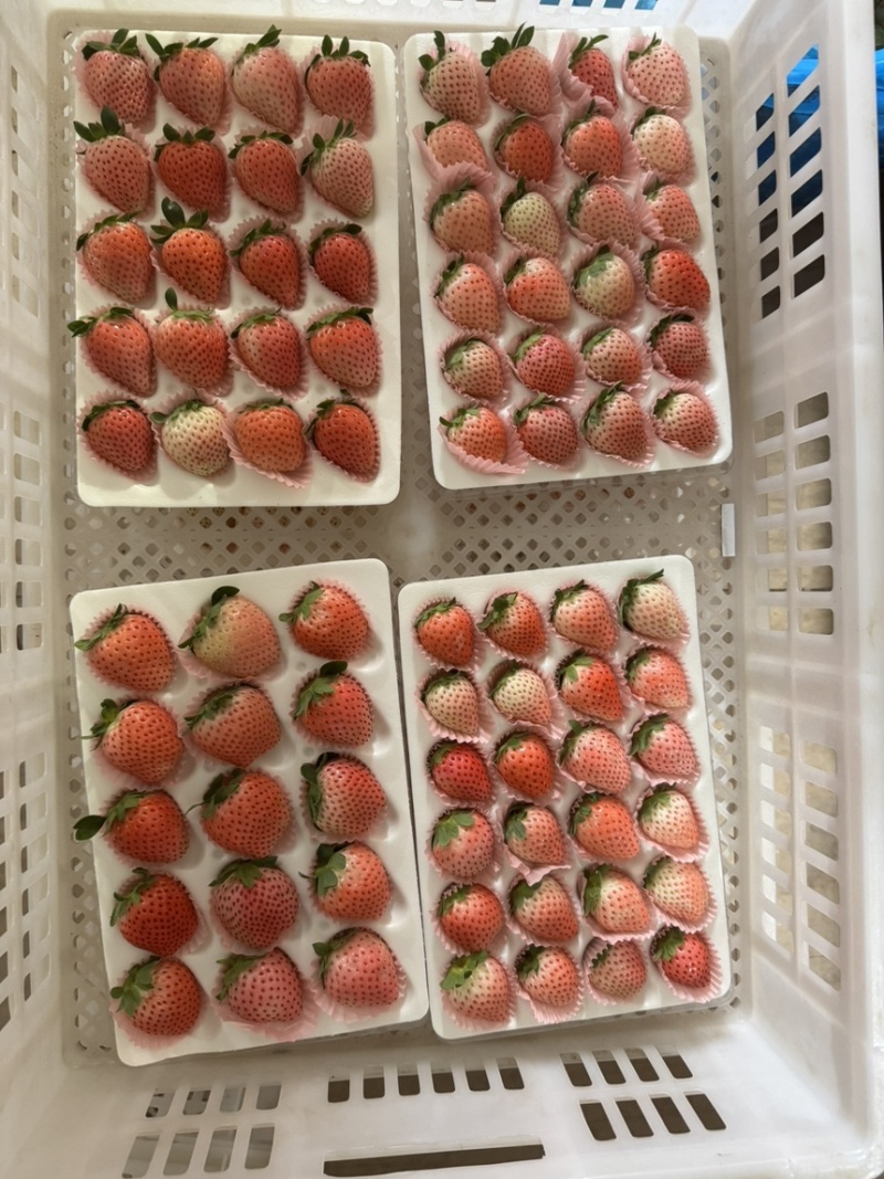 云南冬草莓，粉玉，随株，梦之莹