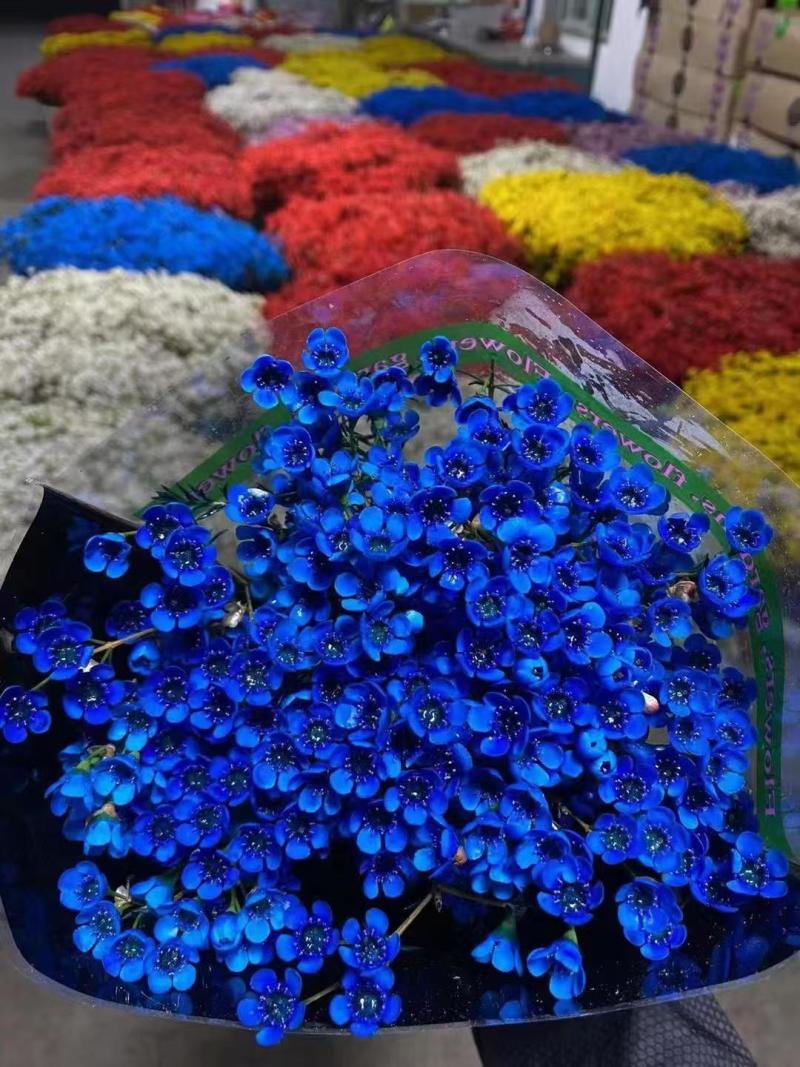 澳洲腊梅鲜花干花切花批发地摊早市