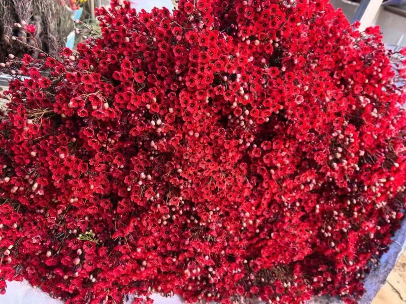 澳洲腊梅鲜花干花切花批发地摊早市
