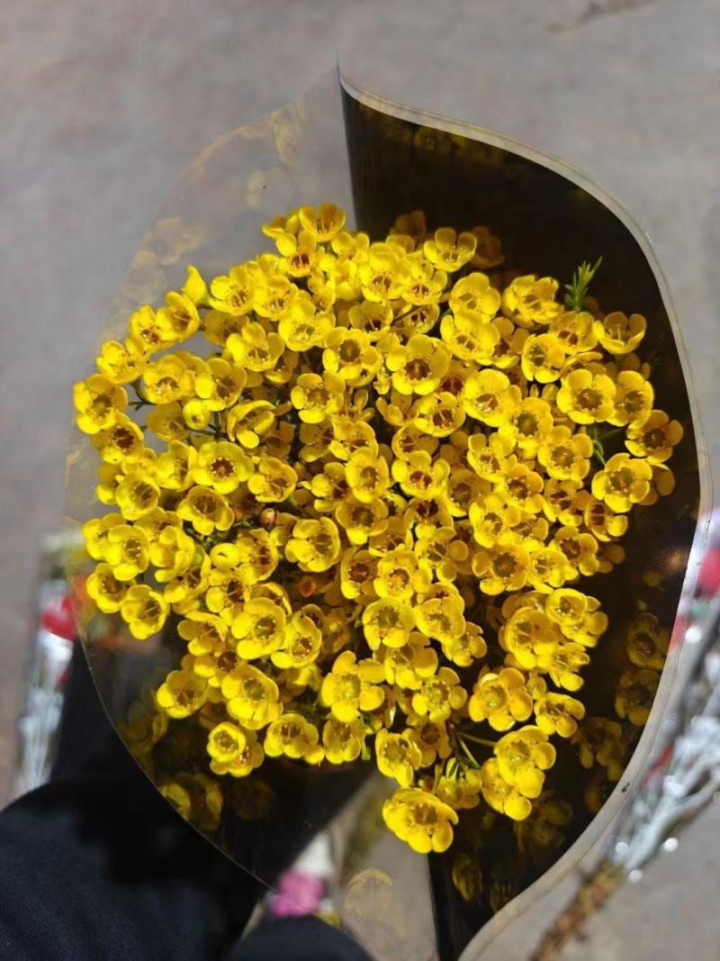 澳洲腊梅鲜花干花切花批发地摊早市