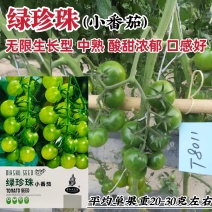 绿珍珠小番茄种子绿色樱桃番茄种子贼不偷水果番茄种籽口感好