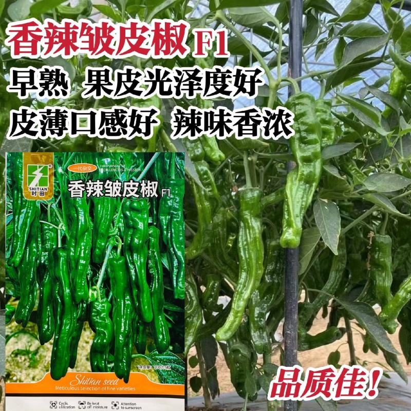 香辣皱皮椒种子早熟口感薄皮小皱皮辣椒种籽羊角皮薄高产特辣