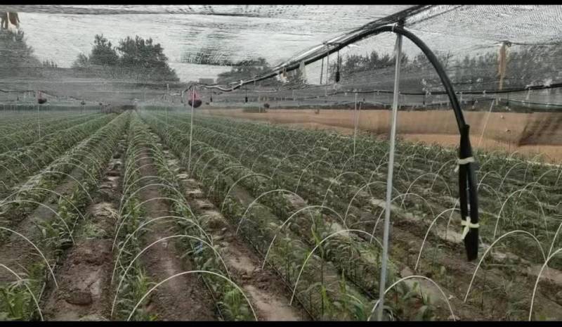 新鲜纤维杆，直供农场，快速配送，品质保证。