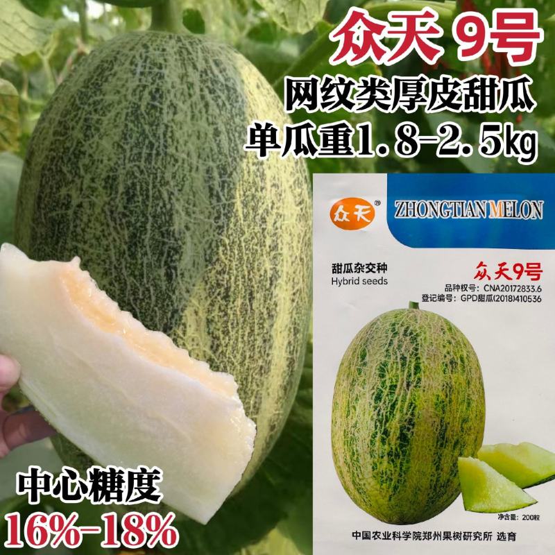 众天9号甜瓜种子中熟网纹瓜种子厚皮甜瓜种籽高糖度肉质细脆