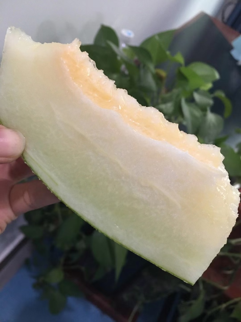 众天9号甜瓜种子中熟网纹瓜种子厚皮甜瓜种籽高糖度肉质细脆