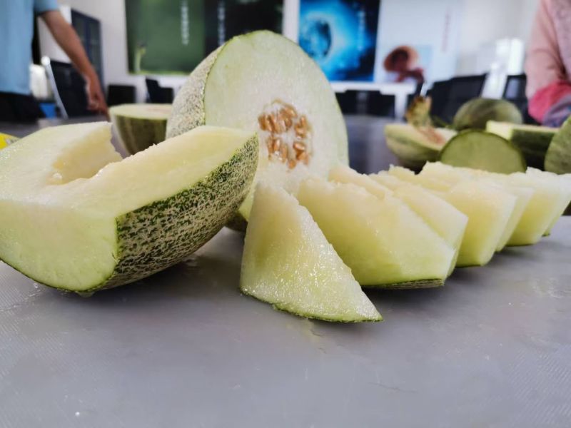 众天9号甜瓜种子中熟网纹瓜种子厚皮甜瓜种籽高糖度肉质细脆
