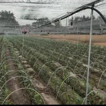 玻璃纤维杆，保温支架，拱棚杆，代替竹片
