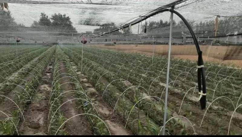玻璃纤维杆，保温支架，拱棚杆，代替竹片
