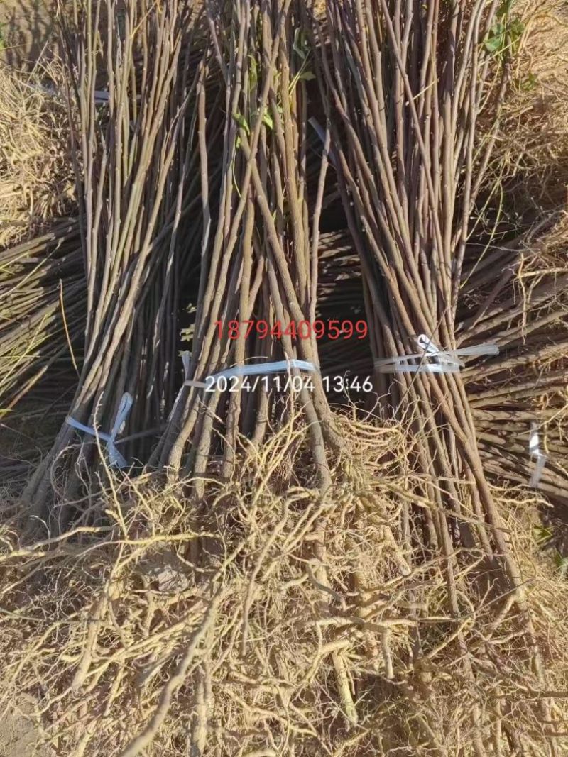 精选甘肃文冠果产地直发大量有货品质有保障