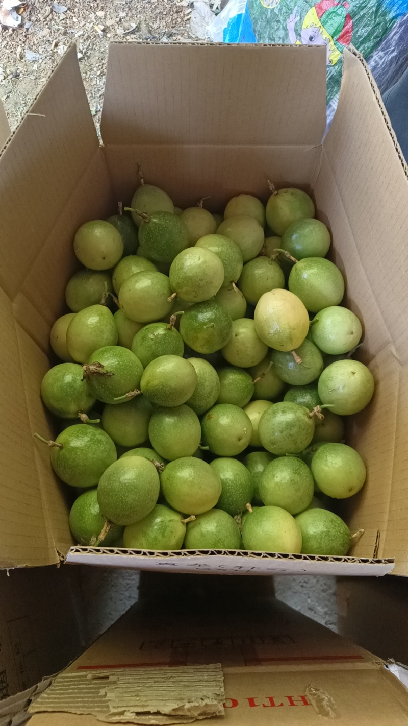 广西百香果大型种植基地种植近期大量上市量大可实地