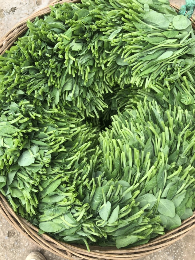 精选四川荣县豌豆苗豌豆尖口感好产地直发价格实惠运输便利