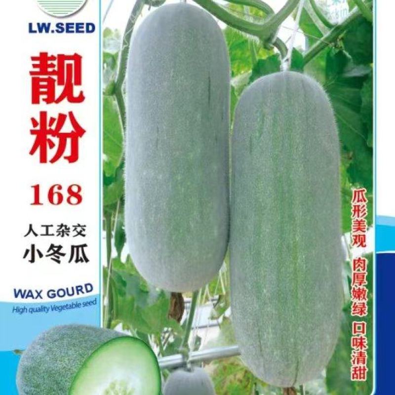冬瓜种子靓粉168白皮小冬瓜结瓜密肉厚嫩绿口味香