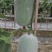 冬瓜种子靓粉168白皮小冬瓜结瓜密肉厚嫩绿口味香