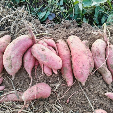 西瓜红***********红薯