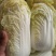 精品娃娃菜,大量上市,货源充足,入库,市场,电商全年供货