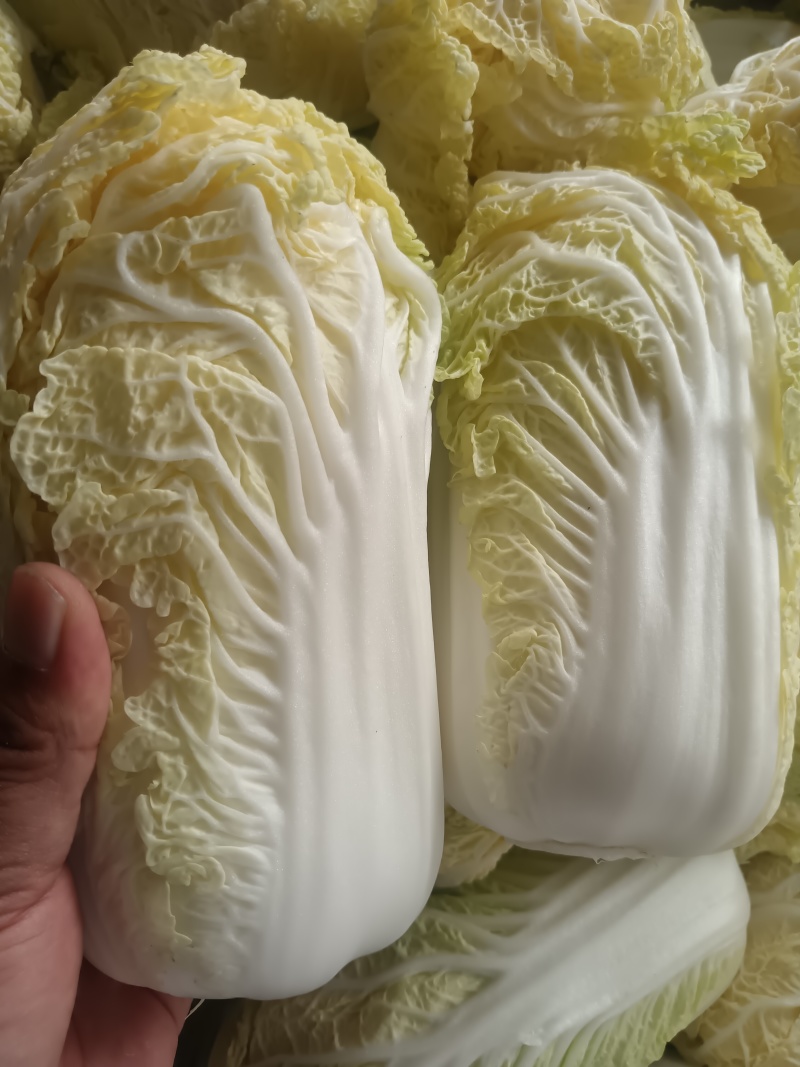 精品娃娃菜，大量上市，货源充足，入库，市场，电商全年供货