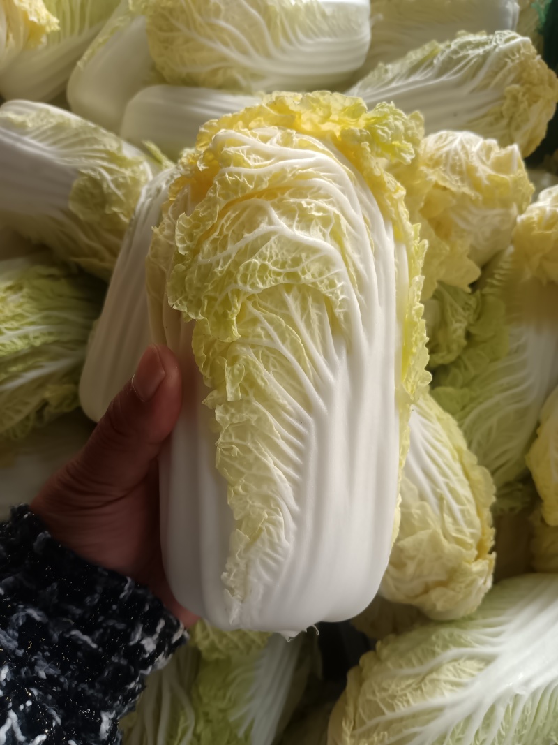 精品娃娃菜，大量上市，货源充足，入库，市场，电商全年供货