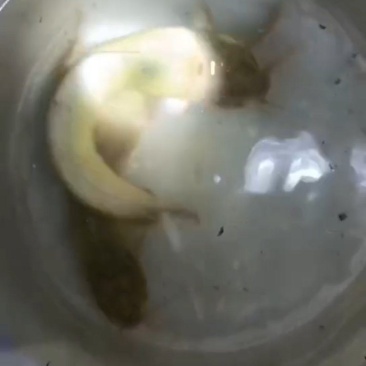 本地塘角鱼