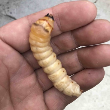 斗米虫出售云实蛀虫天牛幼虫