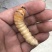 斗米虫出售云实蛀虫天牛幼虫