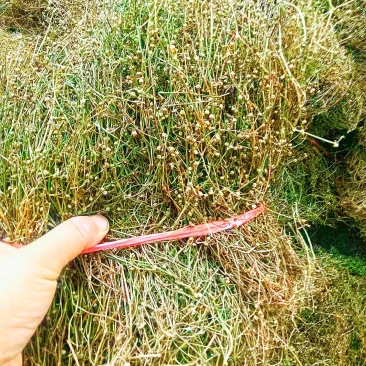 顺草扎把，成卷白花蛇舌草