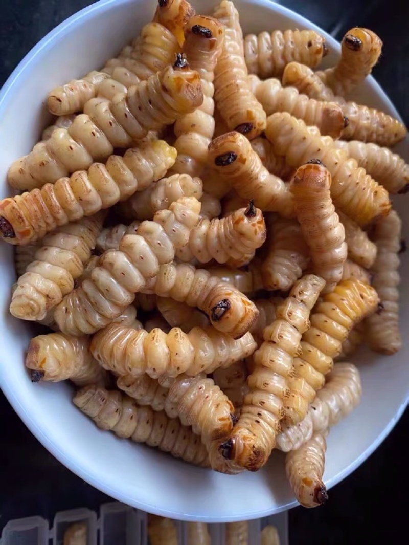 斗米虫出售云实蛀虫天牛幼虫