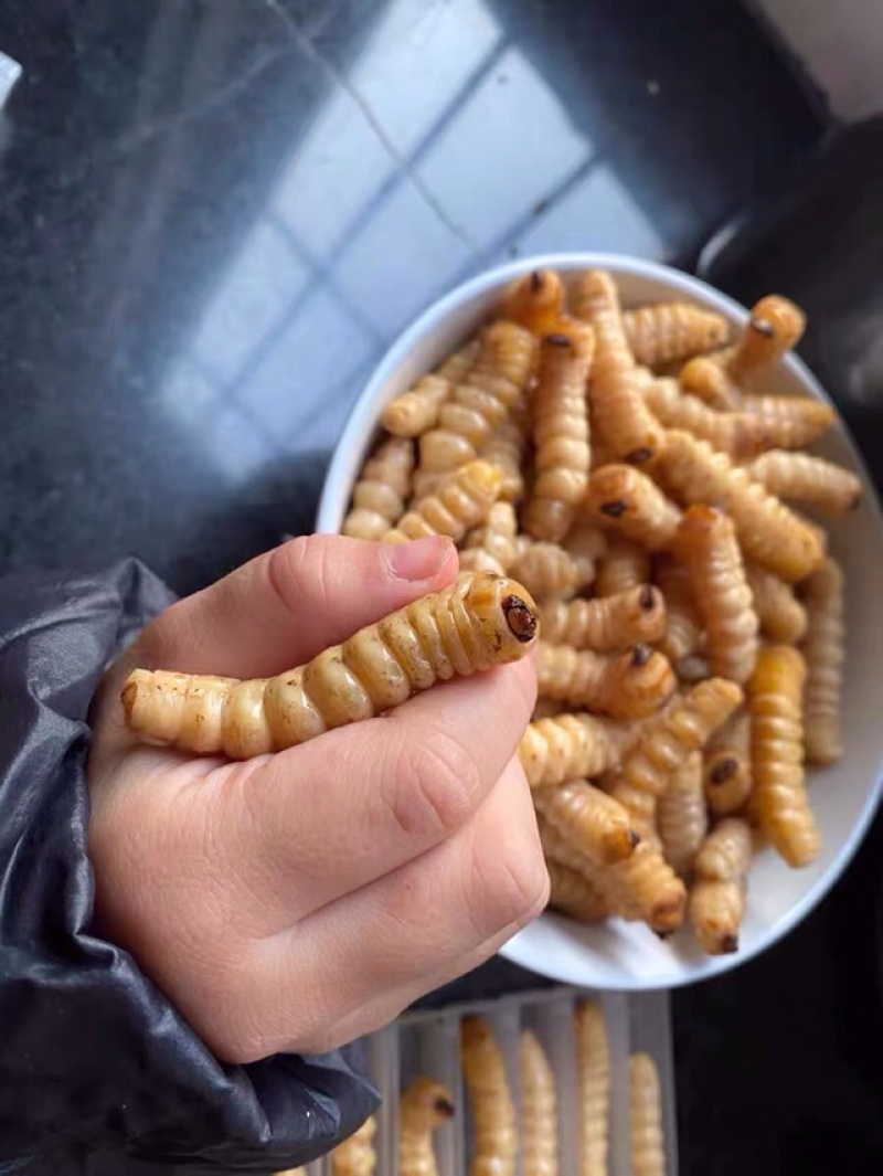 斗米虫出售云实蛀虫天牛幼虫