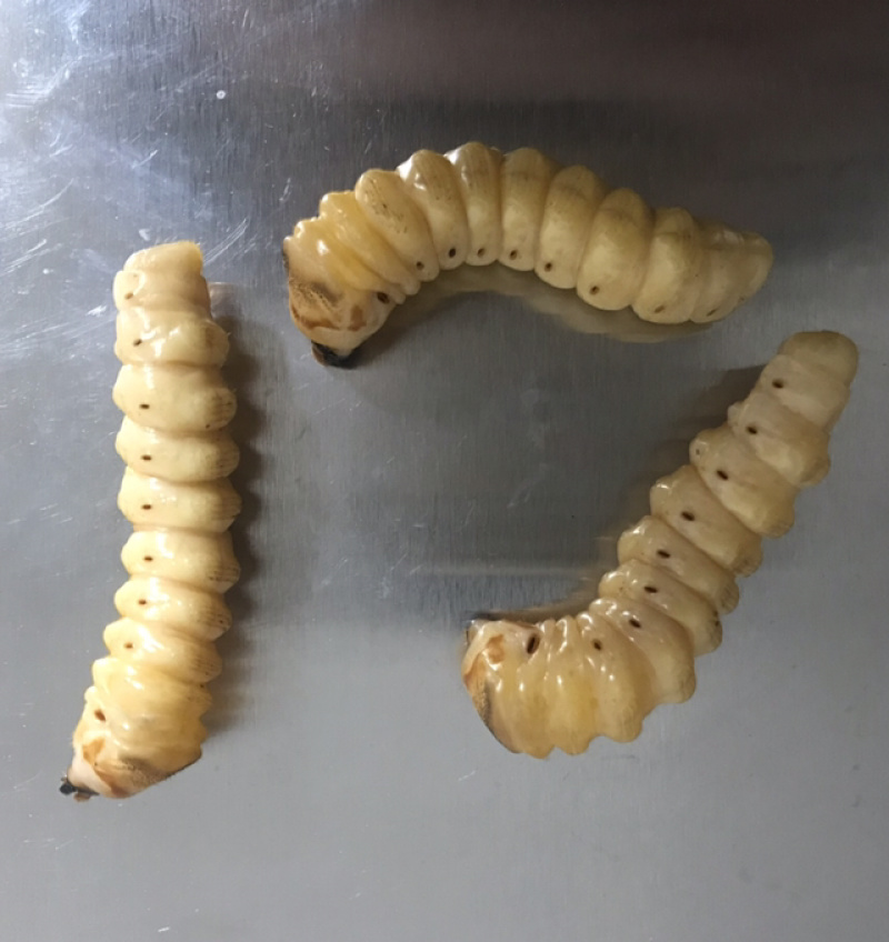 斗米虫出售云实蛀虫天牛幼虫