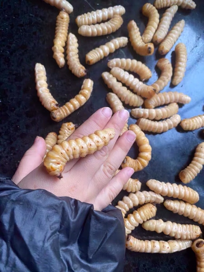 斗米虫出售云实蛀虫天牛幼虫