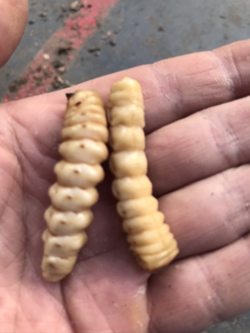 斗米虫出售云实蛀虫天牛幼虫