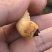 斗米虫出售云实蛀虫天牛幼虫