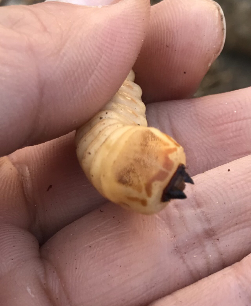 斗米虫出售云实蛀虫天牛幼虫