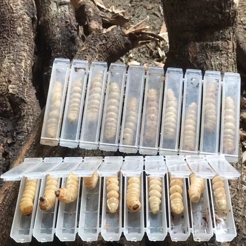 斗米虫出售云实蛀虫天牛幼虫