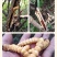 斗米虫出售云实蛀虫天牛幼虫