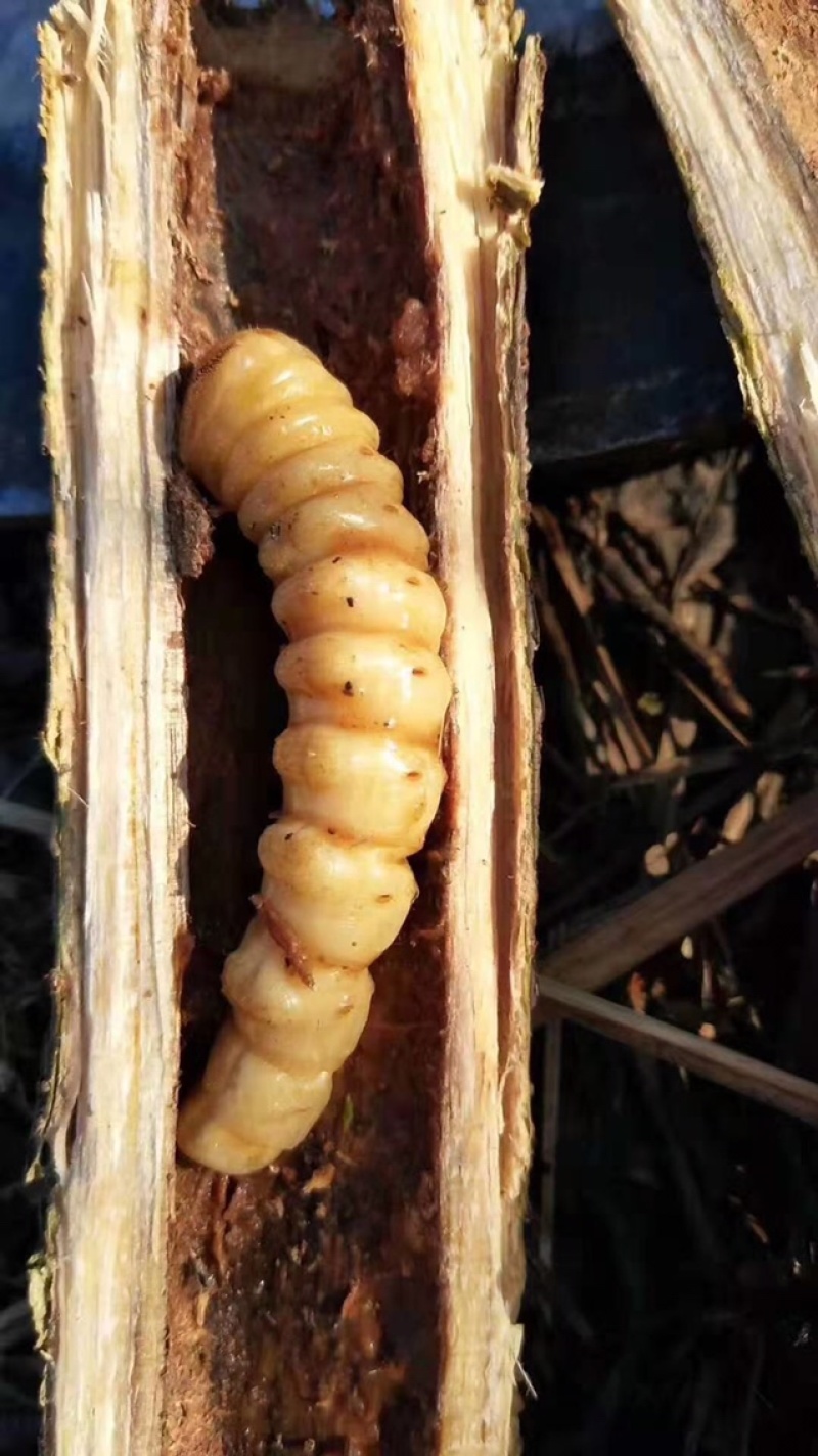 斗米虫出售云实蛀虫天牛幼虫