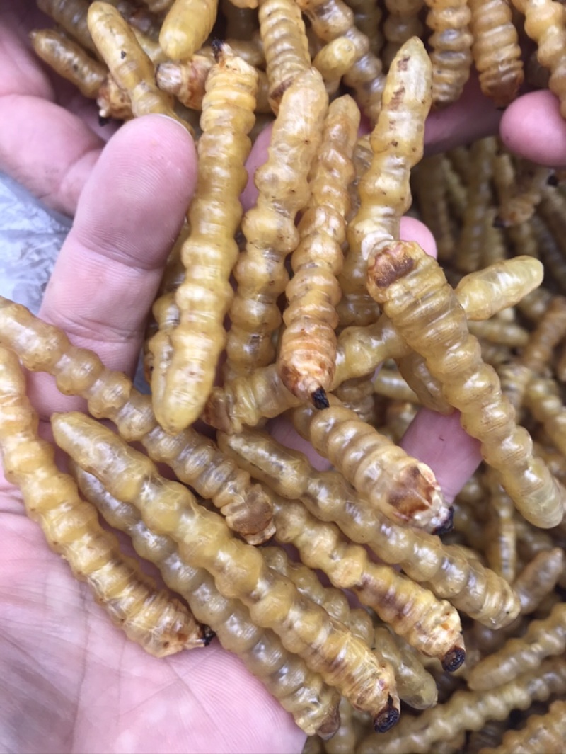 斗米虫出售云实蛀虫天牛幼虫