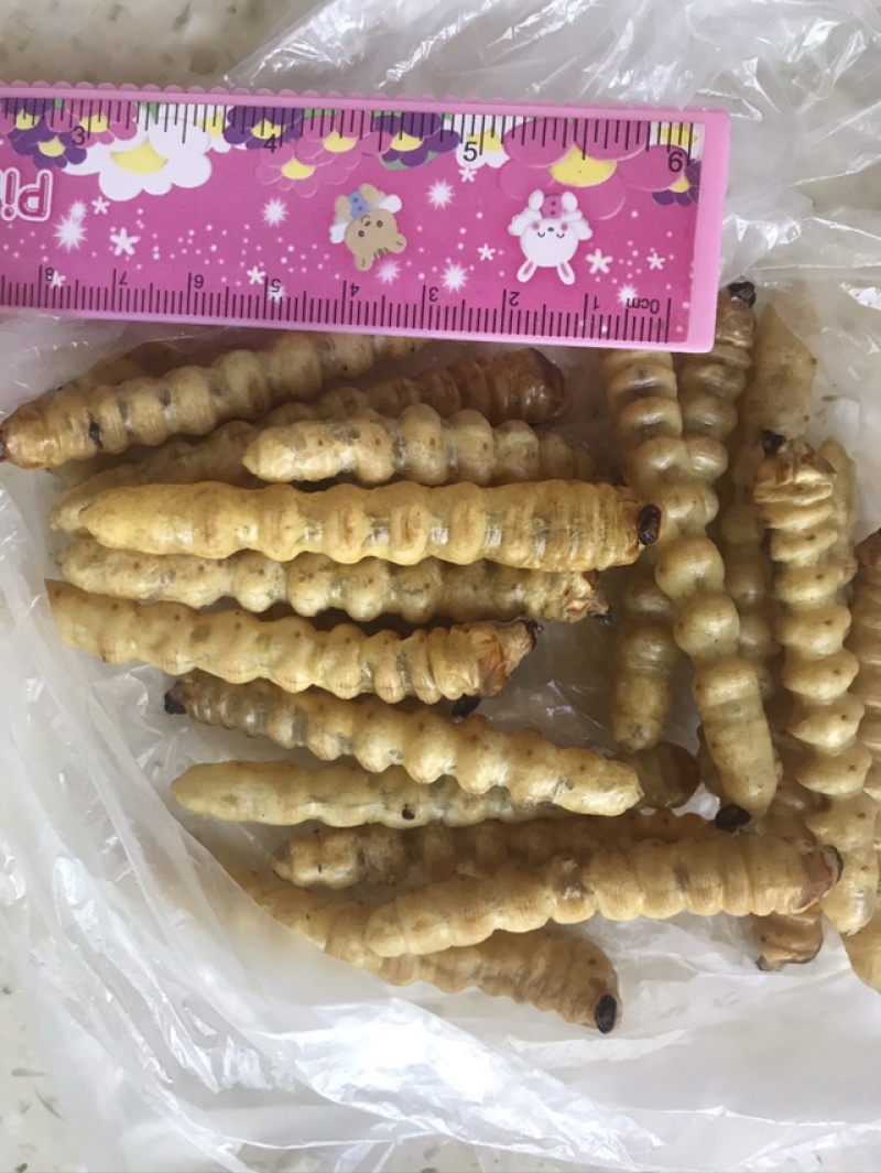 斗米虫出售云实蛀虫天牛幼虫